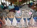 Sri_Lanka0613.JPG